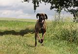 DOGUE ALLEMAND 380